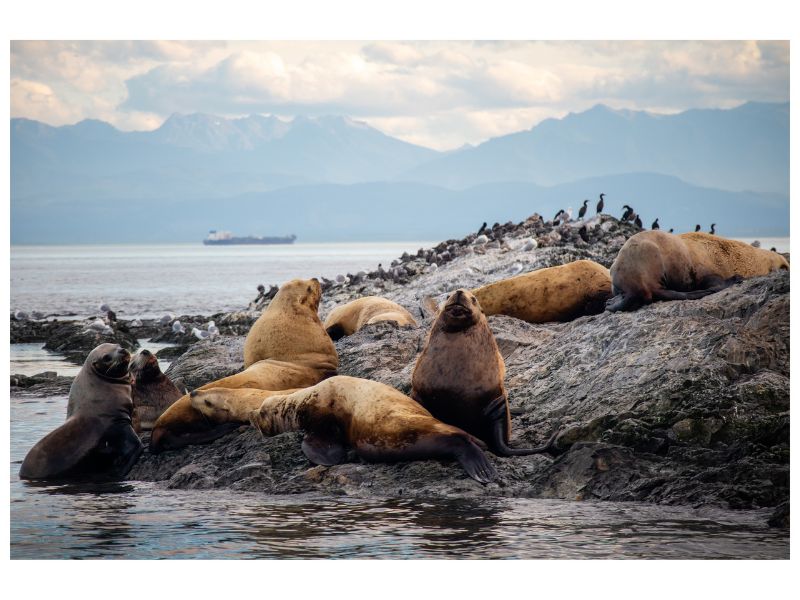 Salish Stellers by Cherie Tieri